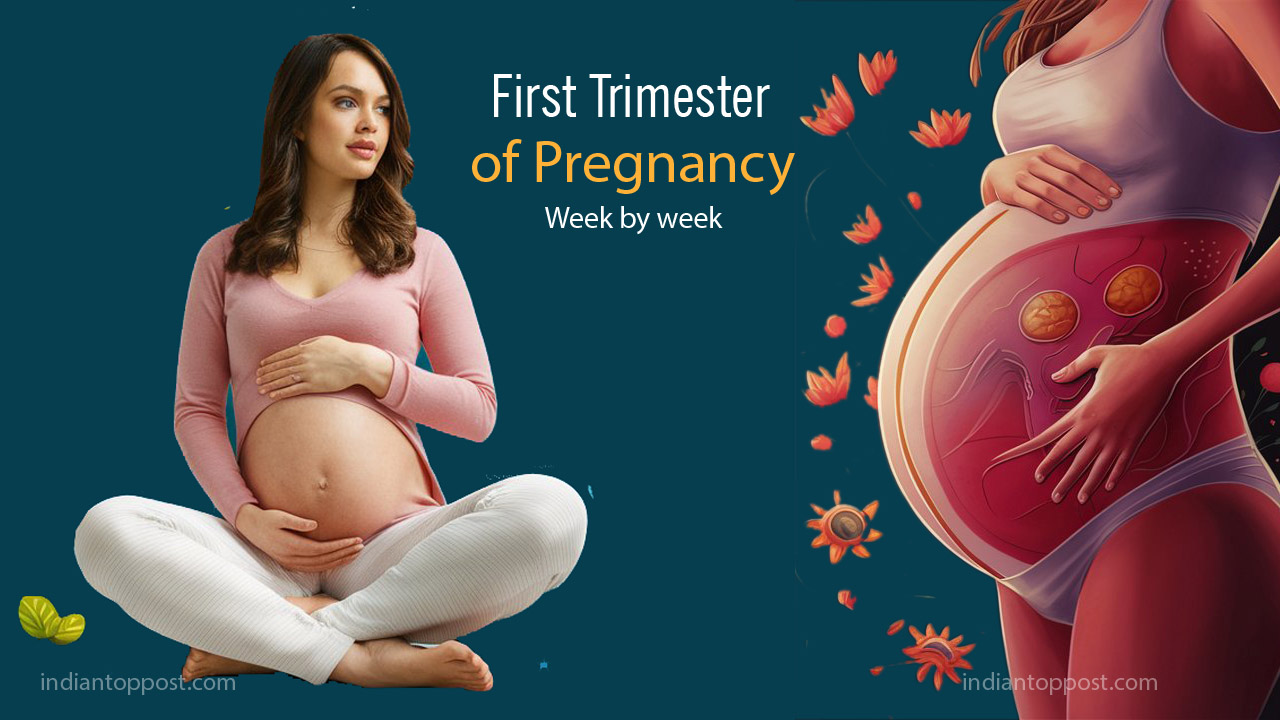 First Trimester of Pregnancy Week by week