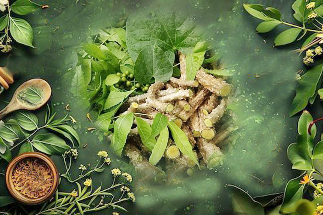 nishoth-Operculina turpethum-image