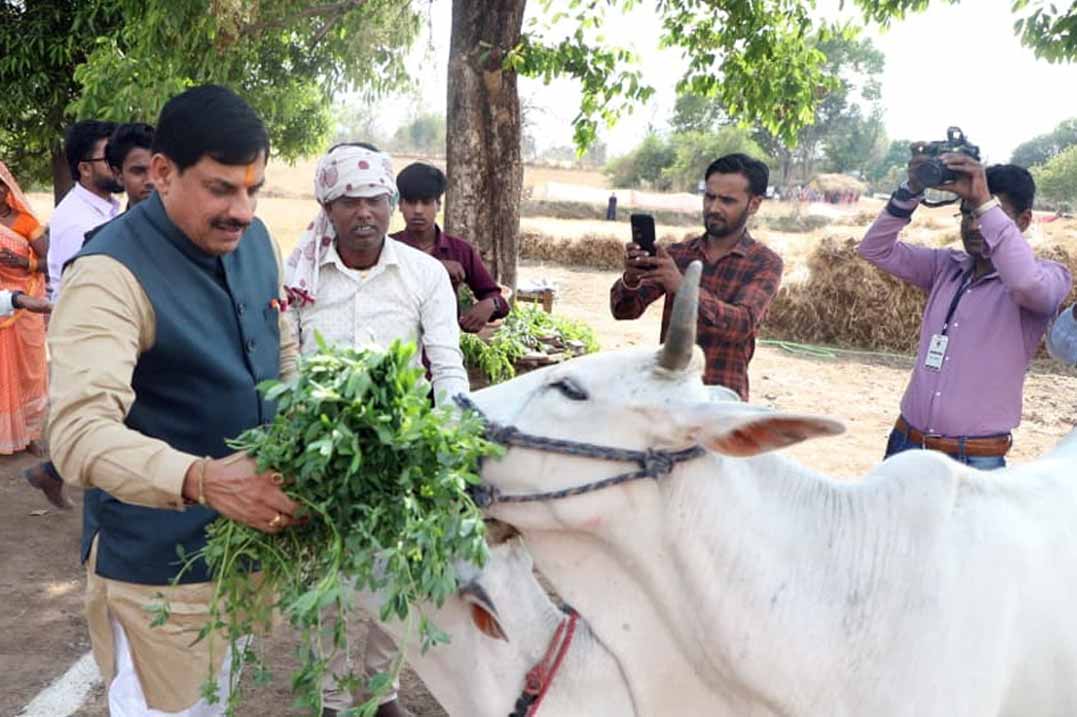 mp-cm-mohan-yadav-with-cow-in-village